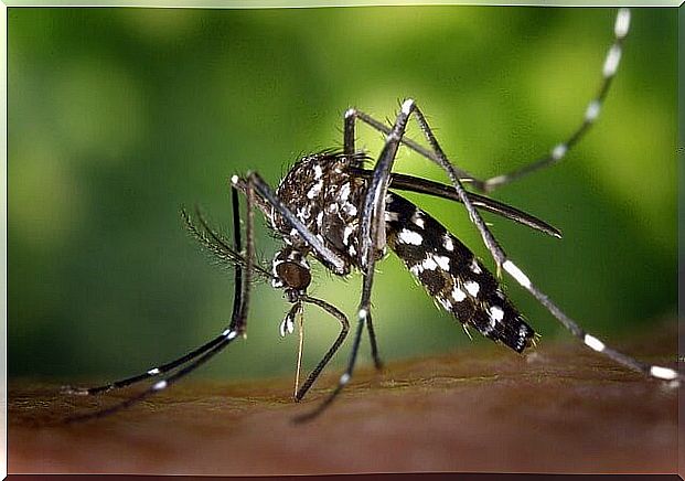 tiger-mosquito-49141_640