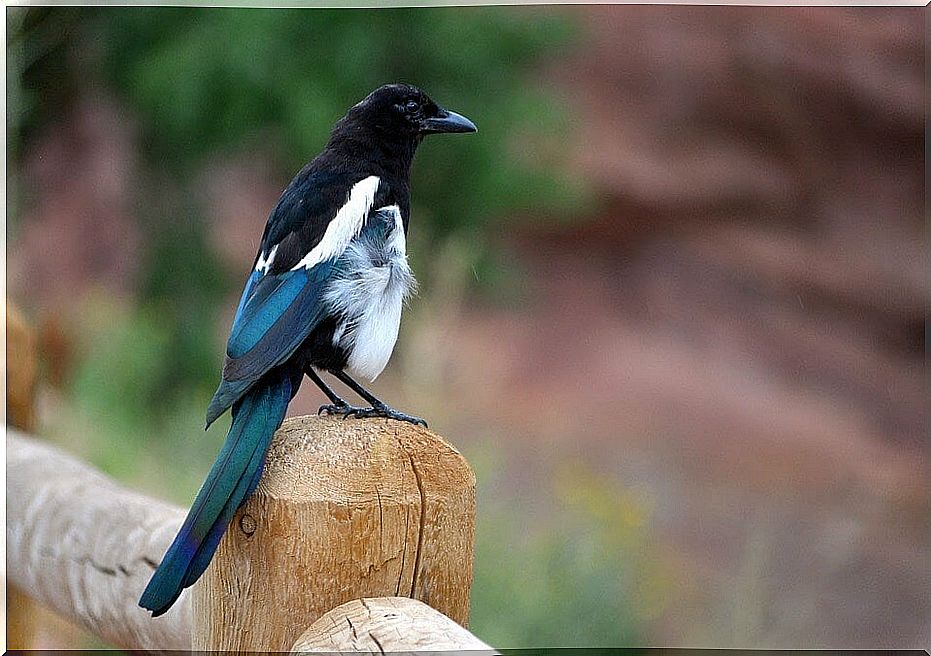 What is pica and why is it associated with magpies?