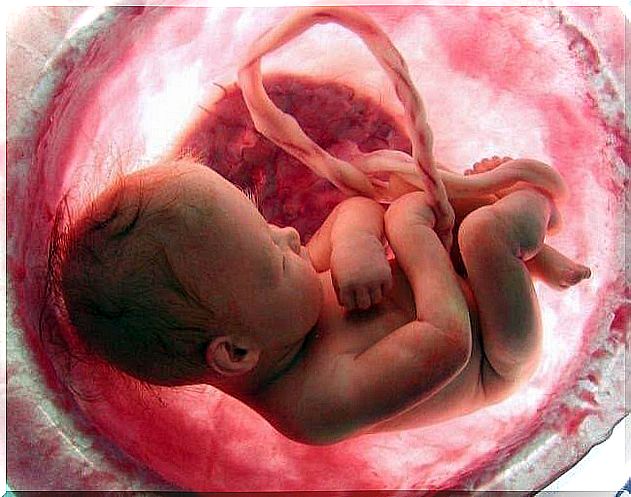 What is the importance of the placenta during pregnancy?